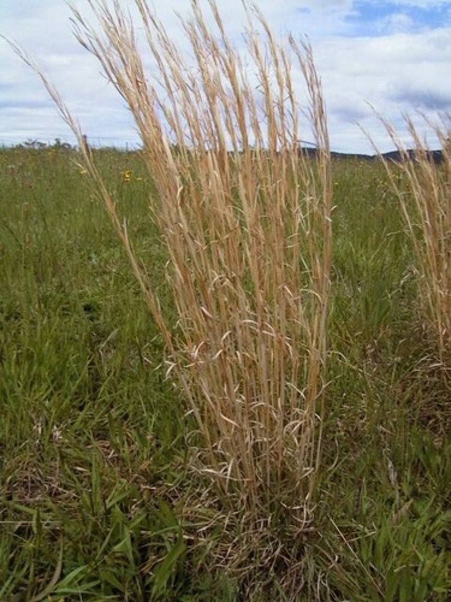 <p>native<br>grass<br>morning dove- seed production</p>