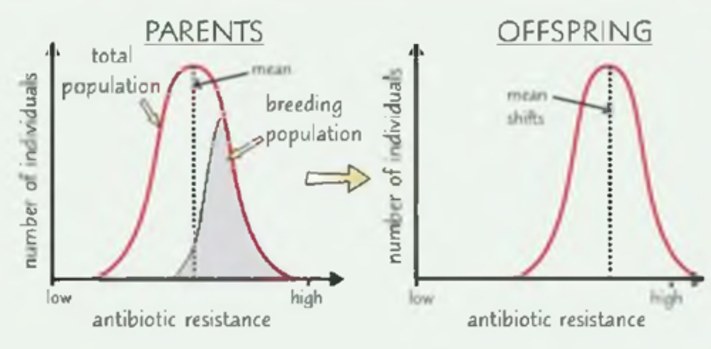<p>● Antibiotic resistance.</p><p>● Bacteria with a mutation allowing them to survive in the presence of antibiotics will reproduce.</p><p>● Therefore frequency of this allele will increase and the population will shift to have greater antibiotic resistance.</p>