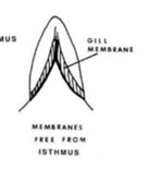<p>See Branchiostegal Membrane</p>