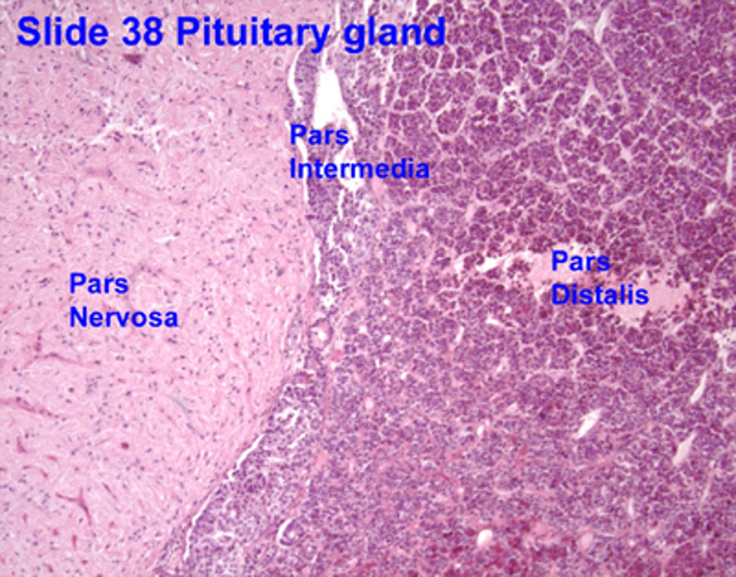 <p>Pituitary Histo</p>