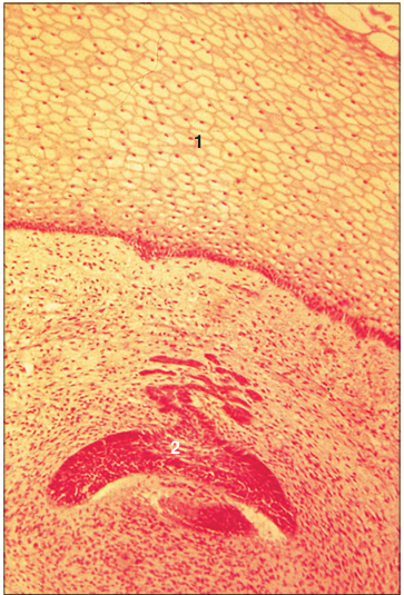 <p>Identify the structure:</p><p>Specie:</p><p>Parts:</p><p>1.__ 2.__</p><p>Stain used:</p>