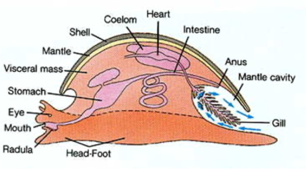 <p>Phylum Mollusca: Basic Body Plan</p>