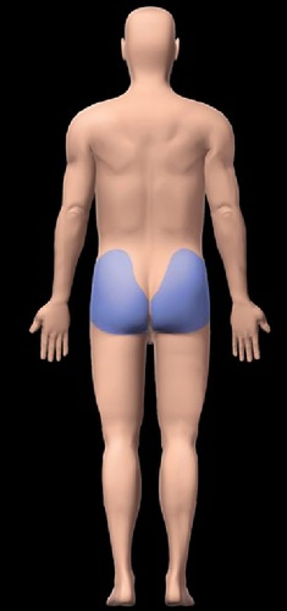 <p>buttocks; on posterior side of trunk</p>