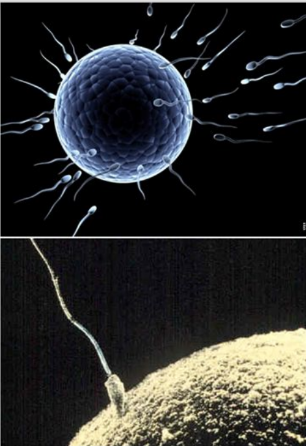 Fertilisation occurs when a single sperm penetrates an egg cell. 

The sperm and egg unite to form a zygote. 

Fertilisation has several stages (capacitation, acrosome reaction, fusion of sperm, cortical reaction, fusion of nuclei). 

After fertilization, the zygote begins its development into a multicellular organism.