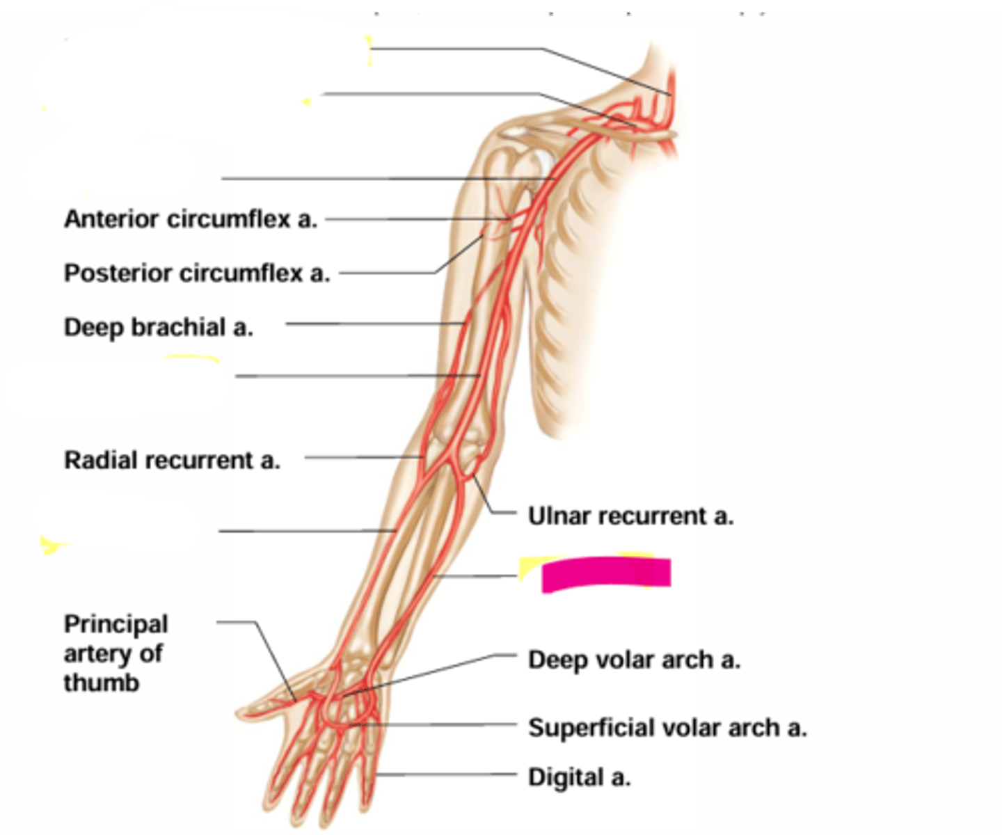 knowt flashcard image