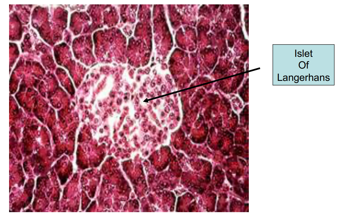<p>pancreas</p>