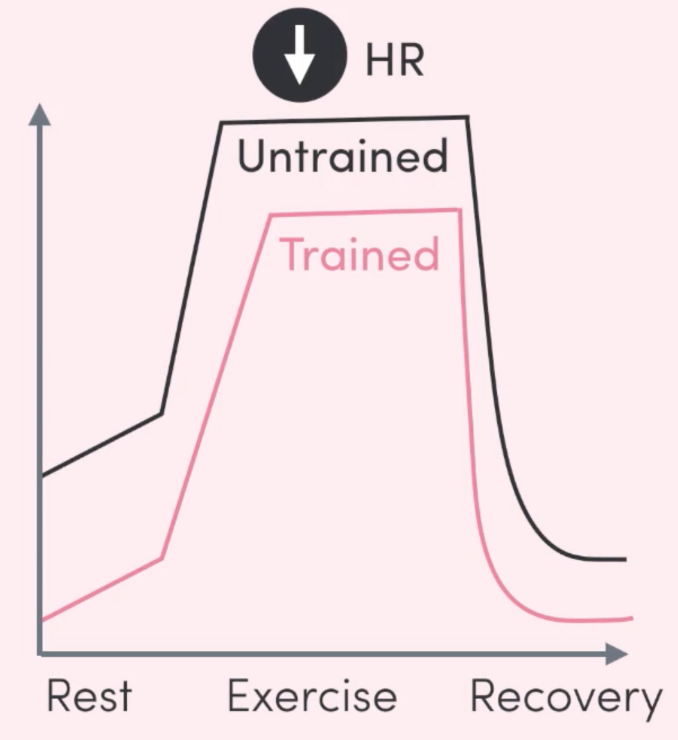 <p>the number of time the <strong>heart beats per minute.</strong></p><p><mark data-color="green">rest and submaximal</mark></p><ul><li><p>improved efficiency allows the heart to beat less often while still providing the required O2 &amp; nutrients to the muscles.</p></li></ul>