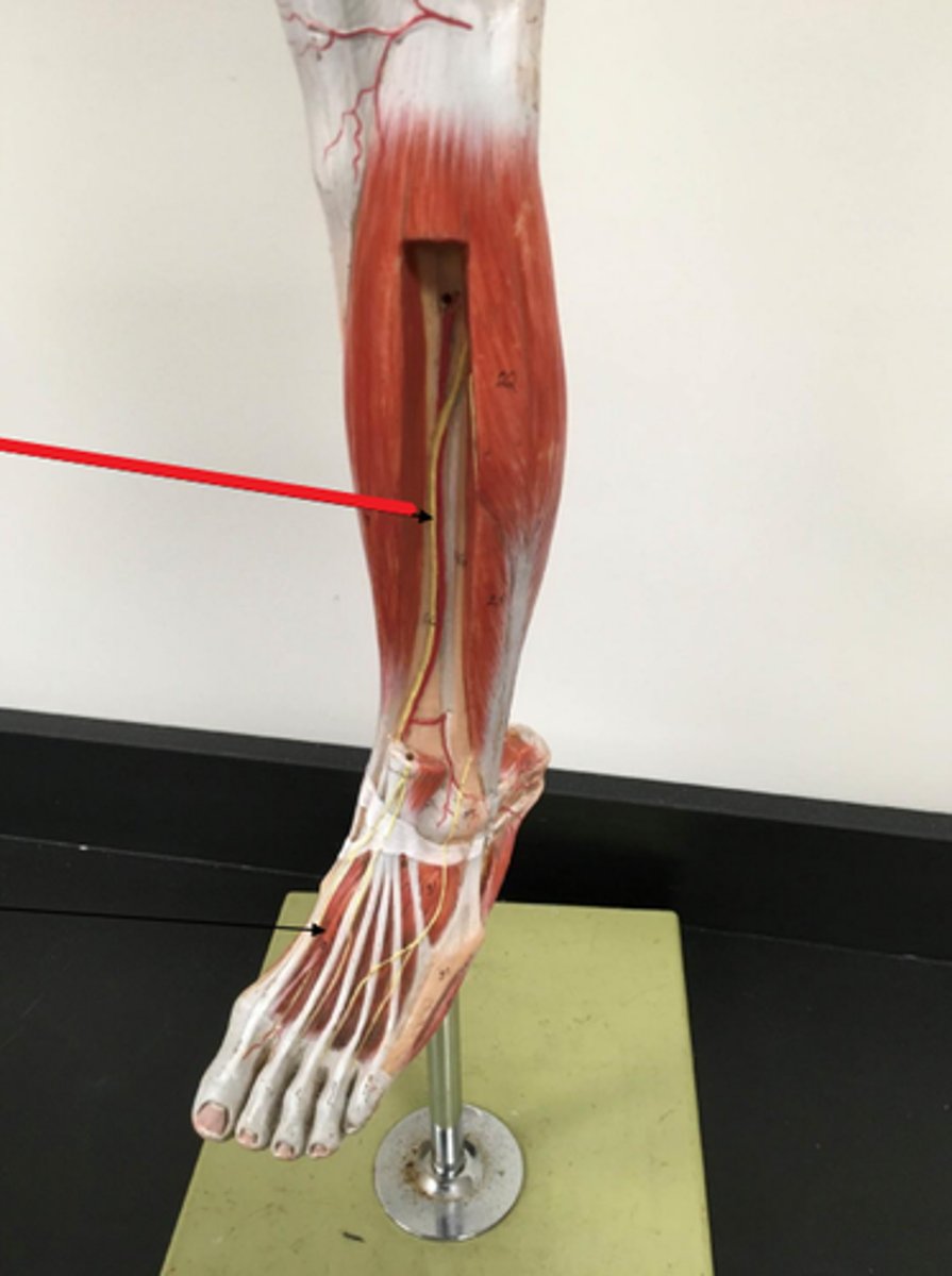 <p>- branch of popliteal AA.</p><p>- Becomes dorsalis pedis</p>