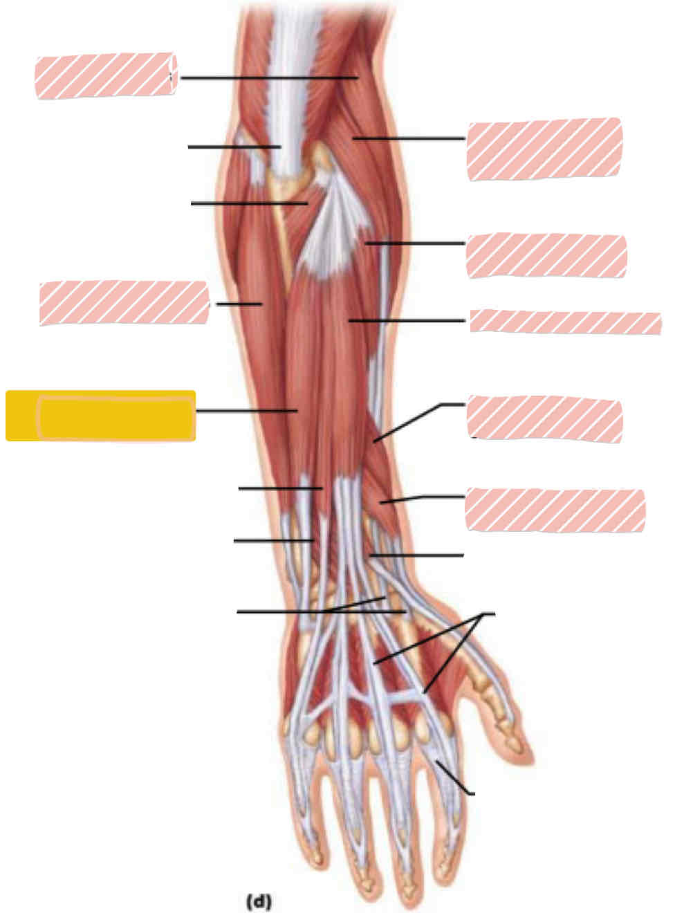 <p>Posterior arm</p>