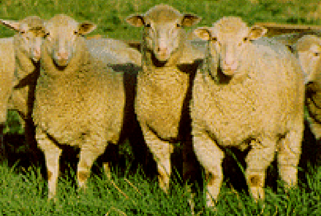 <p>4 way composite breed that is prolific, hardy, and breeds out of season.</p>