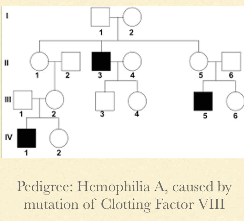 <p><strong><u>Concepts:</u></strong></p><ul><li><p>Only one  X- linked chromosome from men will always express a mutation</p></li><li><p>Usually recessive</p></li><li><p>No male to male transmission</p></li></ul><p><strong><u>Pedigree Observations:</u></strong></p><ul><li><p>Happens mostly in males</p></li><li><p>Daughters of affected male will always be carriers</p></li><li><p>Tend to “skip” a generation</p></li></ul><p></p>