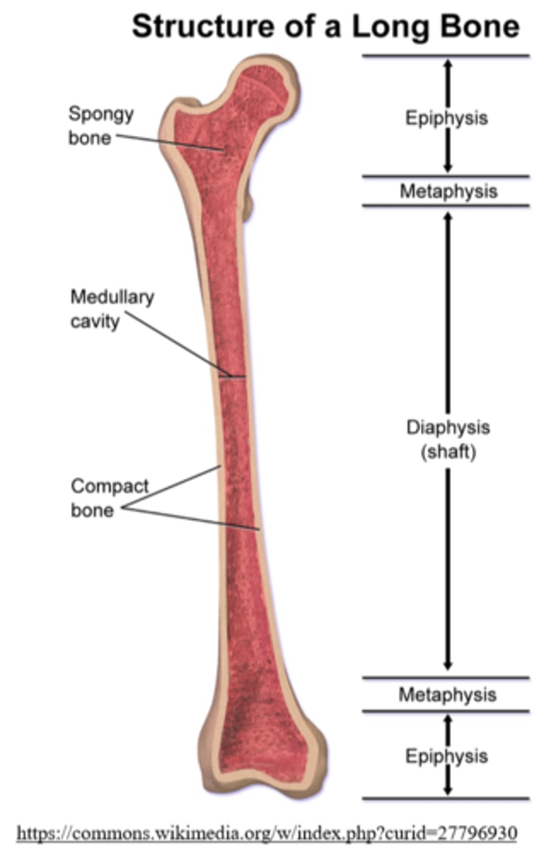 <p>epiphyses; diaphysis; a medullary cavity; metaphyses; epiphyseal growth plates</p>