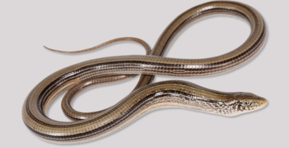 <p><em><span>Ophisaurus attenuates attenuatus</span></em></p>