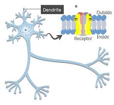 <p>A short branched extension of a nerve cells, along which impulses recived from other cells at synapses are transmitted to the cell body </p>