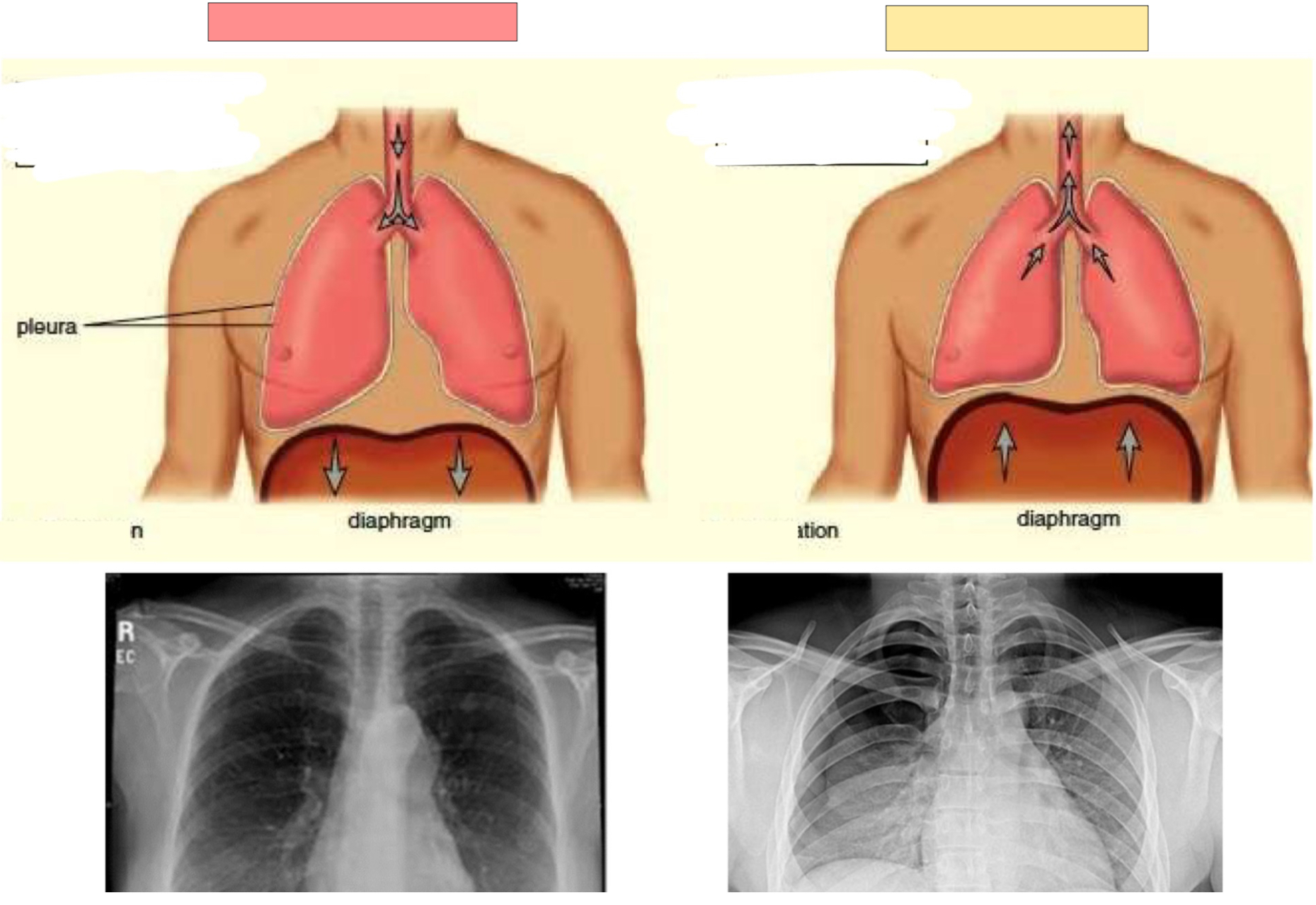 <p>What form of breathing cycle is this?</p>