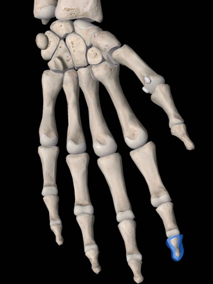 <p>bone</p>