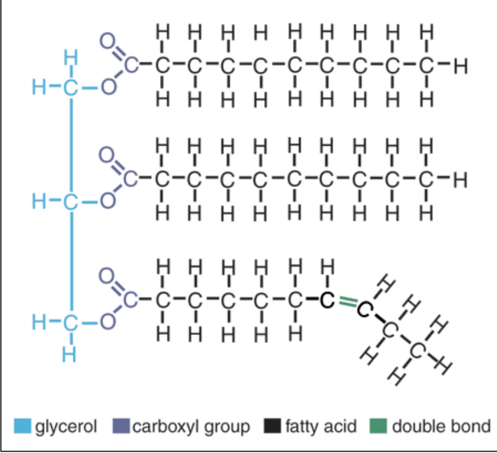 <p>Covalent bonds are strong so require lots of energy to break them, and they store a lot of energy (metabolism)</p><p>Covalent bonds are polar or non-polar depending on difference of Electronegativity of atoms (how greedy, how much attracts)</p><p>i- non-polar: electrons shared equally eg.CH4, lipids</p><p>ii- polar: atom > electronegativity pulls electrons closer→ poles</p><p>Molecule as a whole is neutral</p><p><strong>O>N>C=H</strong></p>