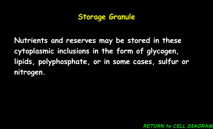 <p><span><span>stores essential nutrients and other materials for a cell</span></span></p>
