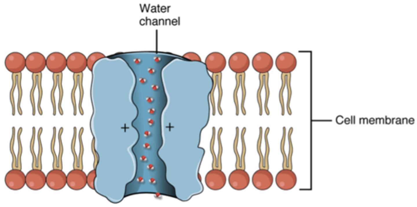 <p>A transport channel protein in the plasma membrane of a plant or animal cell that specifically facilitates the diffusion of water across the membrane</p>