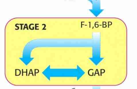 <p>No energy used or extracted</p><p>two 3-carbon fragments are produced from one 6 carbon sugar</p>