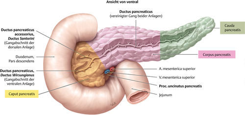 *Caput*
I doudenalbuen
Proc. uncinatus og incisura pancreatis (heri vasa mesenterica sup.)

*Collum* - foran v. porta og bag pylorus
Til højre har bagsiden relation til v. cava inf. og kar til højre nyre
 
*Corpus*
Rettet mod venstre, lidt op og lidt bagud
Prismeformet

*Relationer:*
 Forflade danner en stor del af ventrikellejet - relation til baglfade af corpus gastricum
 Nedadtil: flexura doudenojejunalis, jejunum og colon transversum
 Bagflade: aorta, a. mesenterica sup., vasa renalis sin, venstre binyre og venstre nyre, vasa splenica

 *Cauda *
 Skyder sig ind i lig. splenorenale
Relation til milt og nedadtil til flexura coli sin.