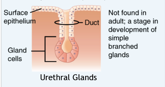 <p>Identify the exocrine gland</p>