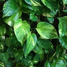 <p>Pothos Ivy</p><p><em>(Epipremnum aureum)</em></p>