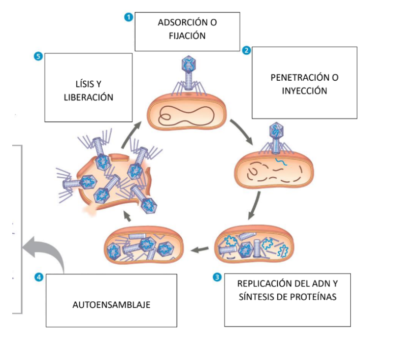 <p><span>Cuando un virus introduce su material genético, se reproduce hasta que la célula explota.</span></p>