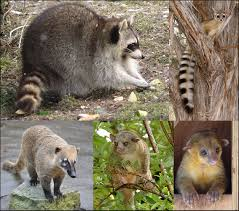 <p>Raccoons </p><ul><li><p><span style="background-color: transparent;"><span>Long bushy ringed tails and black face masks. Are plantigrade with generalized dentition.&nbsp;</span></span></p></li><li><p><span style="background-color: transparent;"><span>In N. and S. America (mostly new world)</span></span></p></li><li><p><span style="background-color: transparent;"><span>Live in forests near water, are terrestrial to arboreal. Solitary to troops. Are omnivorous. Important for fur trade and pests of crops. Are bird predators</span></span></p></li></ul><p></p>