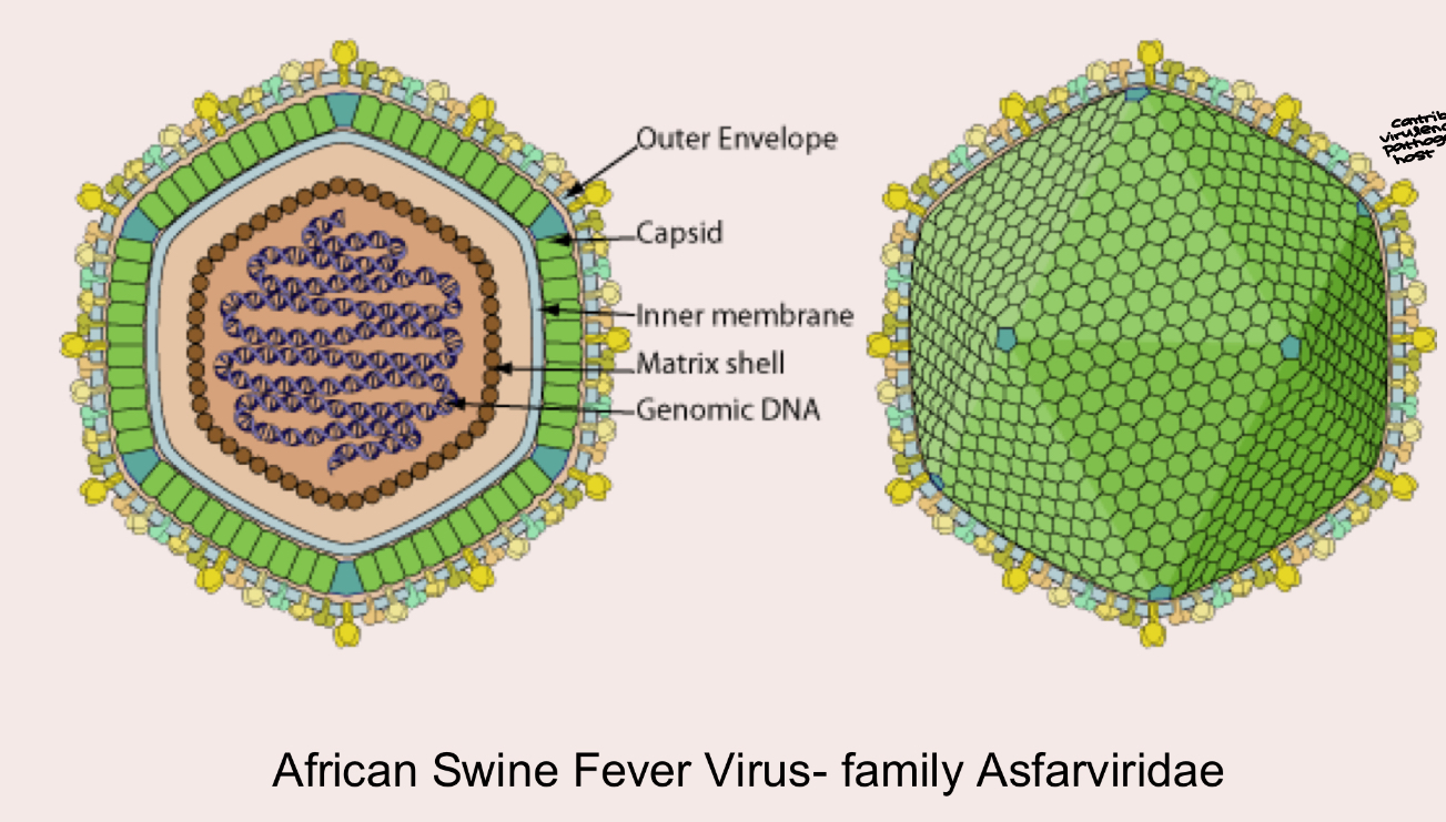 <ul><li><p>large virus</p></li><li><p>capsid contains genetic material (dsDNA) for immune system evasion, cell process modulation and virulence</p><ul><li><p>contributes to virulence of pathogen within host</p></li></ul></li><li><p>23 genotypes (versions)</p><ul><li><p>all 23 are present in Africa (endemic)</p></li><li><p>I and II are present in other parts of the world</p></li></ul></li><li><p>Cytoplasmic virus</p><ul><li><p>causes huge macrophage loss within host, dampening its ability to fight off any pathogen</p></li></ul></li></ul><p></p>