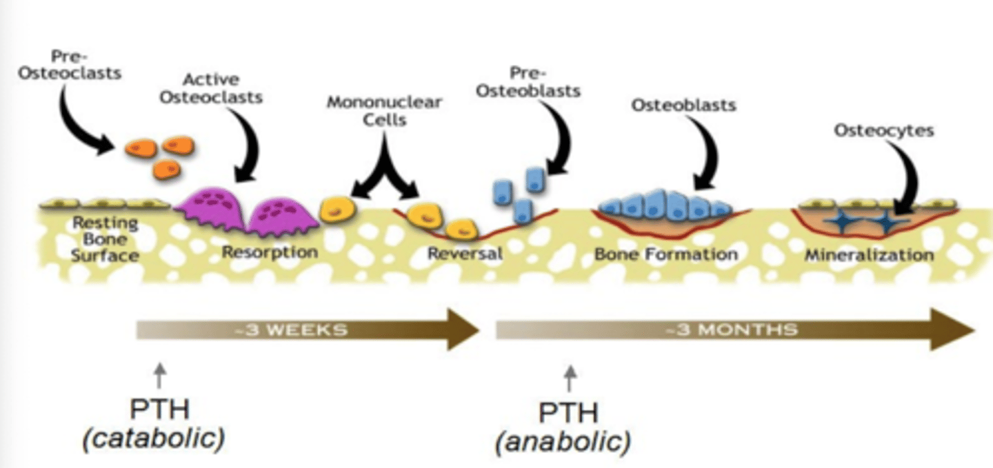 <p>PTH released with hypocalcemia</p><p>PTH release <strong>acutely</strong> will promote breakdown of bone (catabolic)</p><p>pre-osteoclasts develop into active osteoclasts&gt;breakdown bone/release Ca2+.</p><p></p><p>PTH release <strong><span style="text-decoration:underline">chronically</span></strong> will promote formation of bone (anabolic)</p><p>pre-osteoblasts develop into active osteoblasts&gt;form new bone </p>