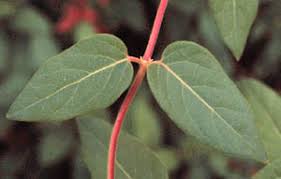 This is an example of what kind of leaf arrangement?
