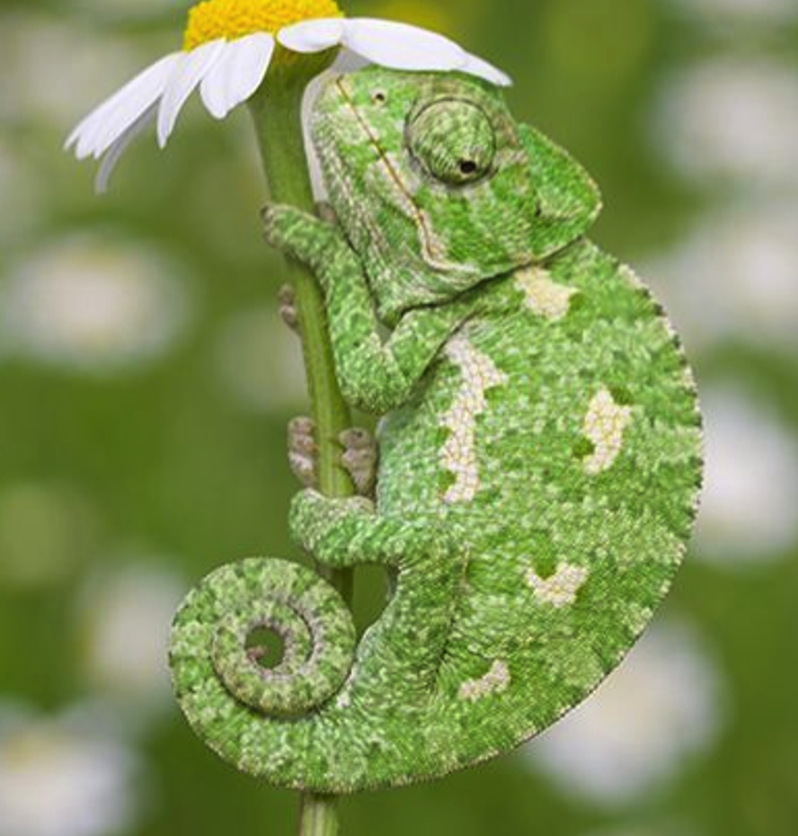 <p><span><span>• Zijn erg bijzonder doordat ze van kleur kunnen veranderen</span></span></p>