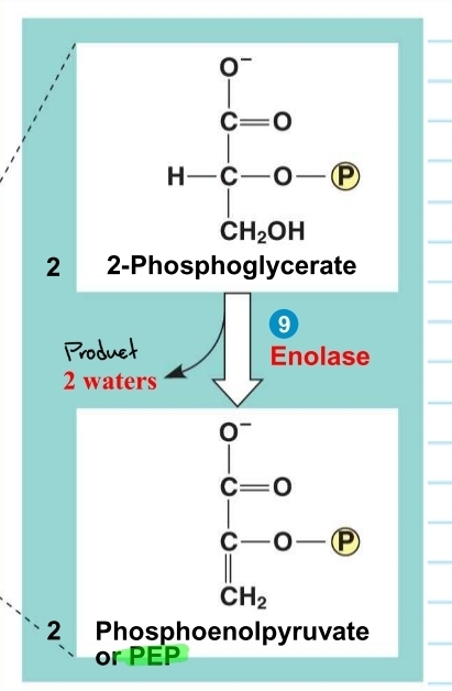 <p>glycolysis - step 9</p>