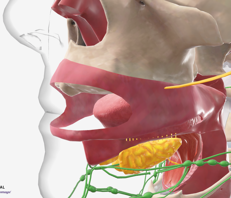 <p>just under FOM</p><p>Ducts open into FOM</p>