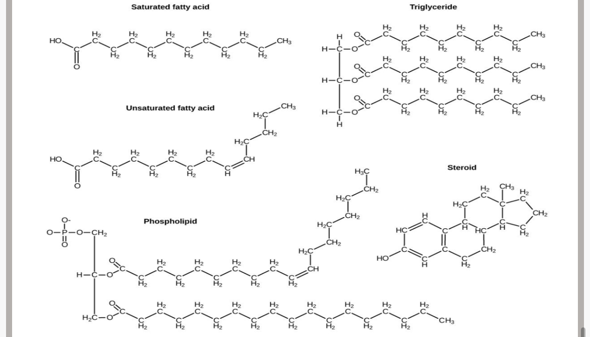 <p>Diagram that need to be recognised</p><p>Note: saturated fatty acids may only have carbons joined by single bonds but unsaturated fatty acids contain at least 1 double bond between carbons.</p>