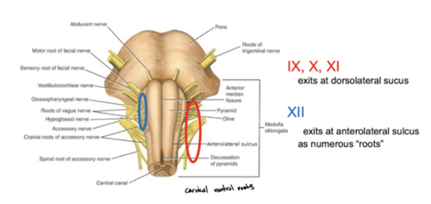 <p>exit the dorsolateral sulcus (</p><p>posterolateral sulcus)</p><p>3rd sulcus (counting medial to lateral) -- most lateral</p>