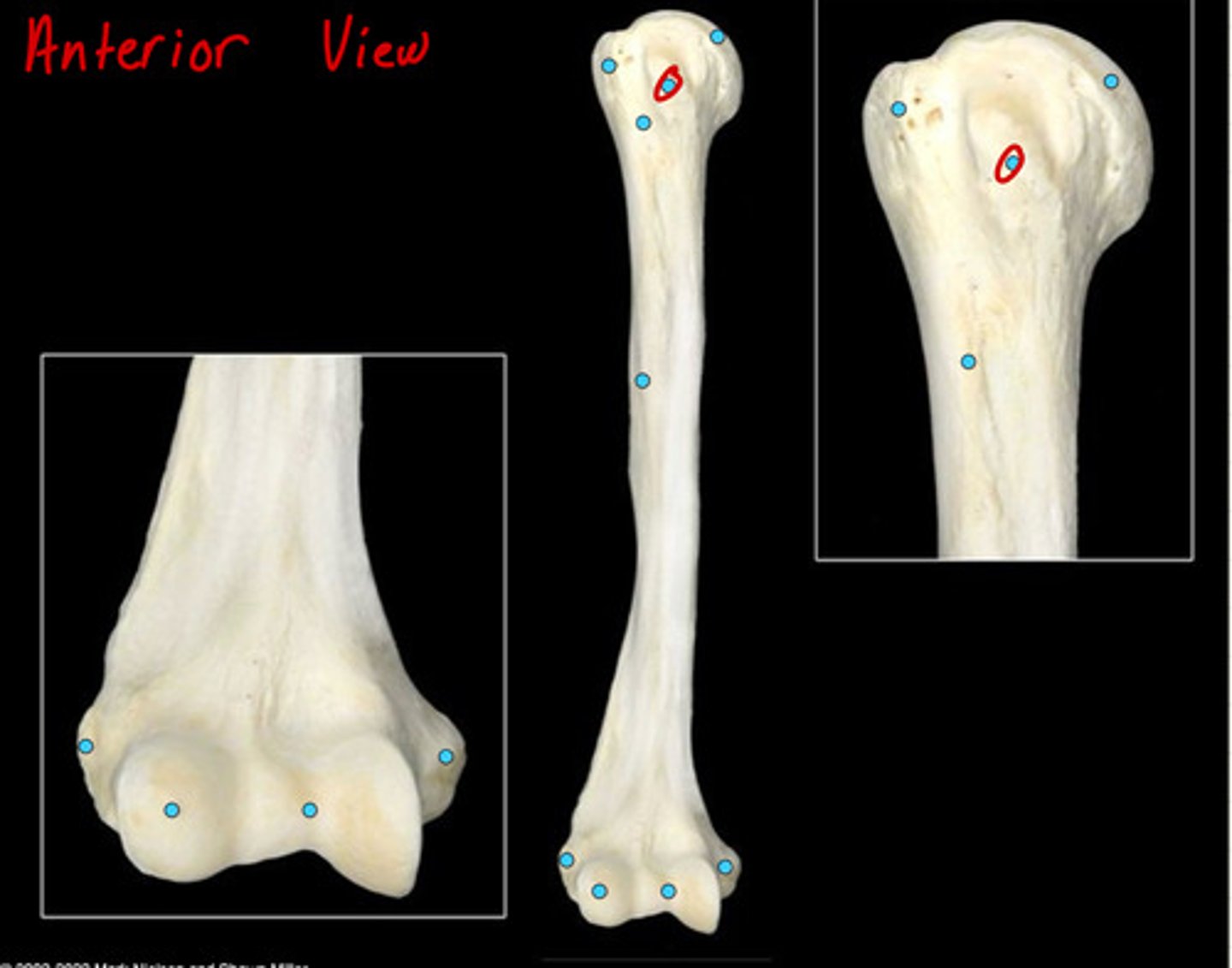 knowt flashcard image