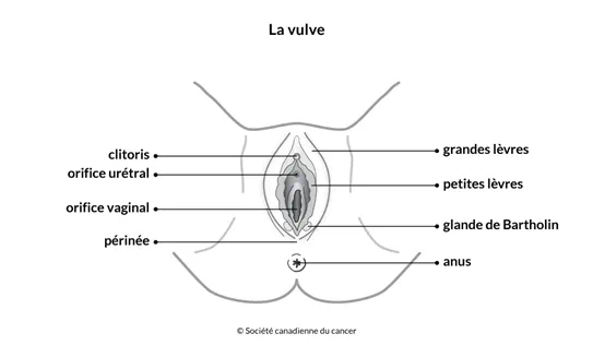 <ol><li><p>mont du pubis </p></li><li><p>grandes lèvres</p></li><li><p>petites lèvres</p></li><li><p>clitoris</p></li><li><p>orifice vaginal</p></li><li><p>méat urétral</p></li><li><p>glandes vestibulaires majeures </p></li></ol>