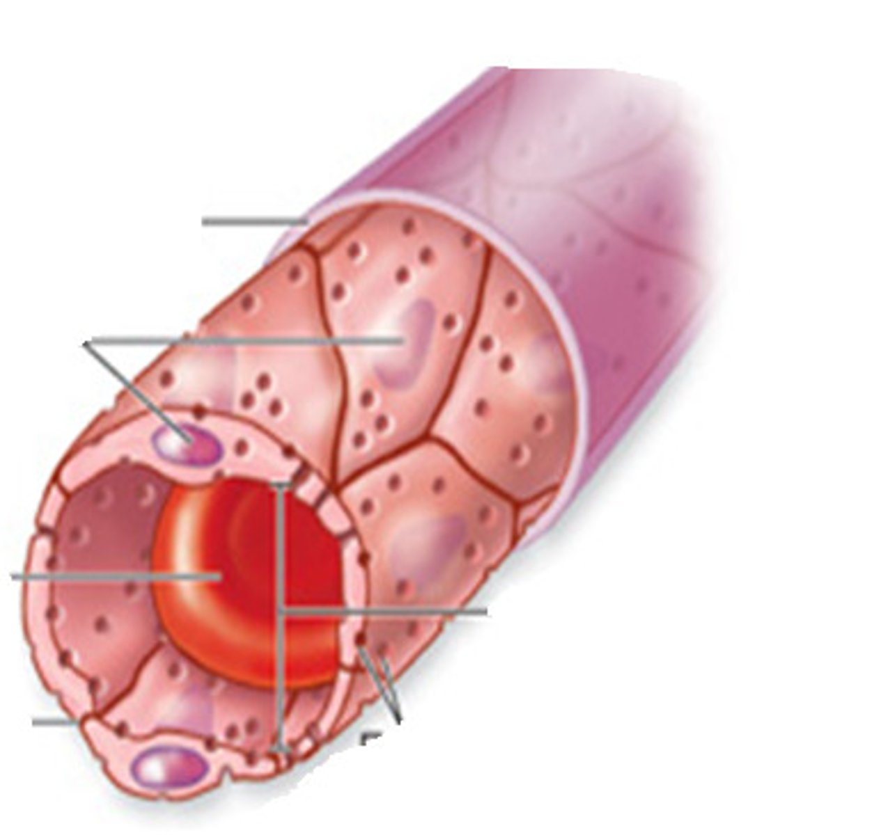 <p>"Leaky" capillaries- have pores (fenestrations) in their endothelial lining that allow for increased permeability. These pores enable rapid exchange of small molecules and fluids between</p>