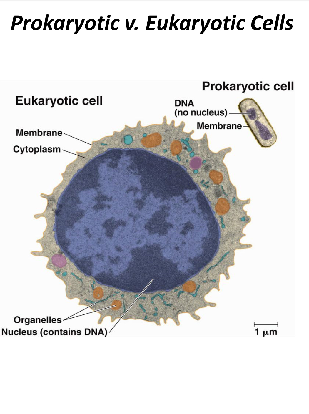 <p>Prokaryotic cells</p>