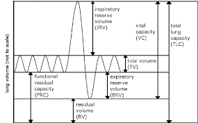 <p>Volume of air inhaled or exhaled in a normal breath</p>