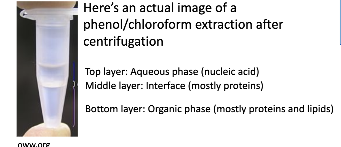 <p>The nucleic acids (DNA and RNA) settle on the top in the aqueous solution. The proteins settle on the bottom in the phenol and chloroform organic solvents. </p>