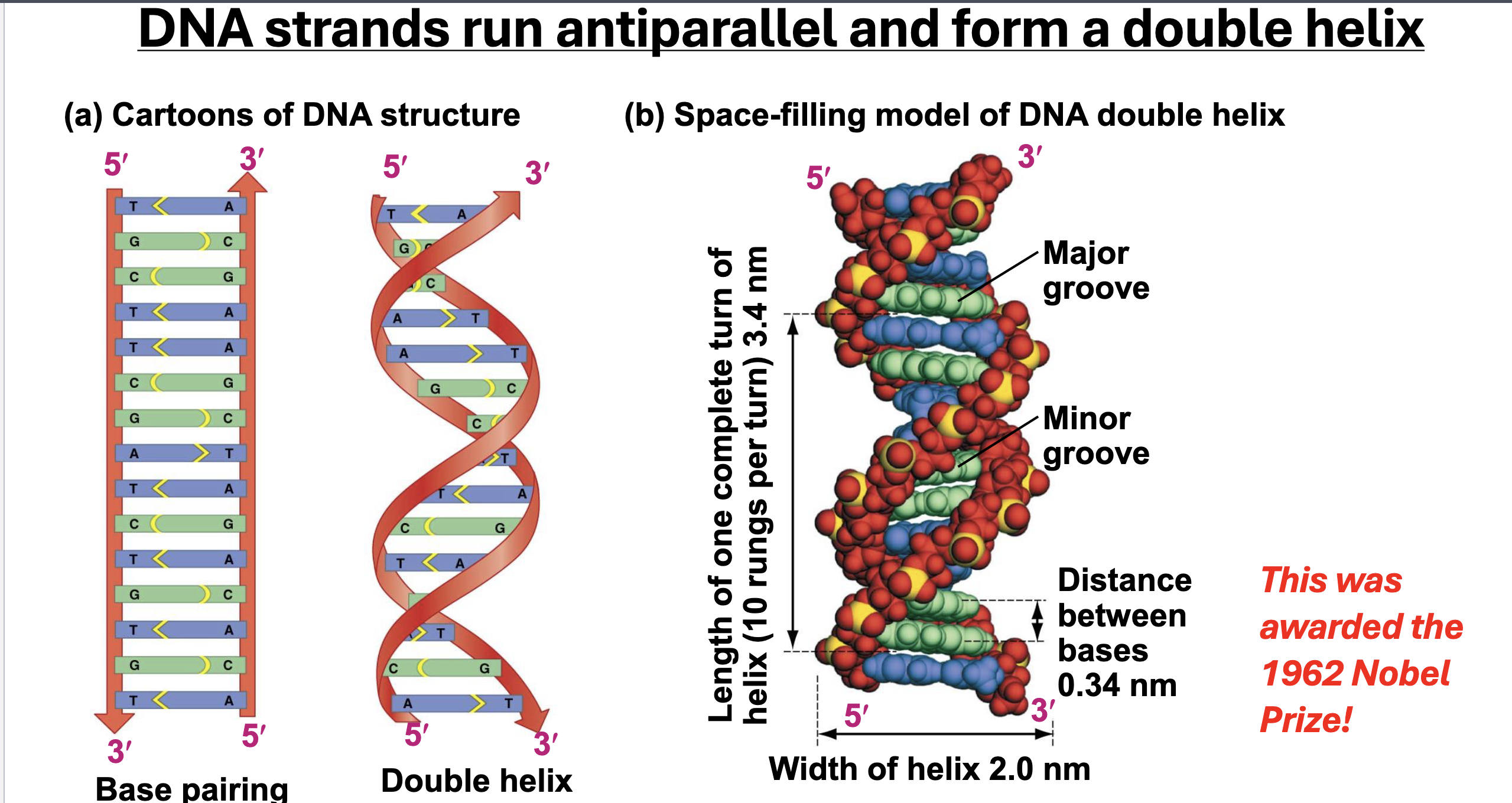 <p>Base Pairing ({A,T}; {G,C}), Double Helix, Directionality, Antiparallel Strands</p>