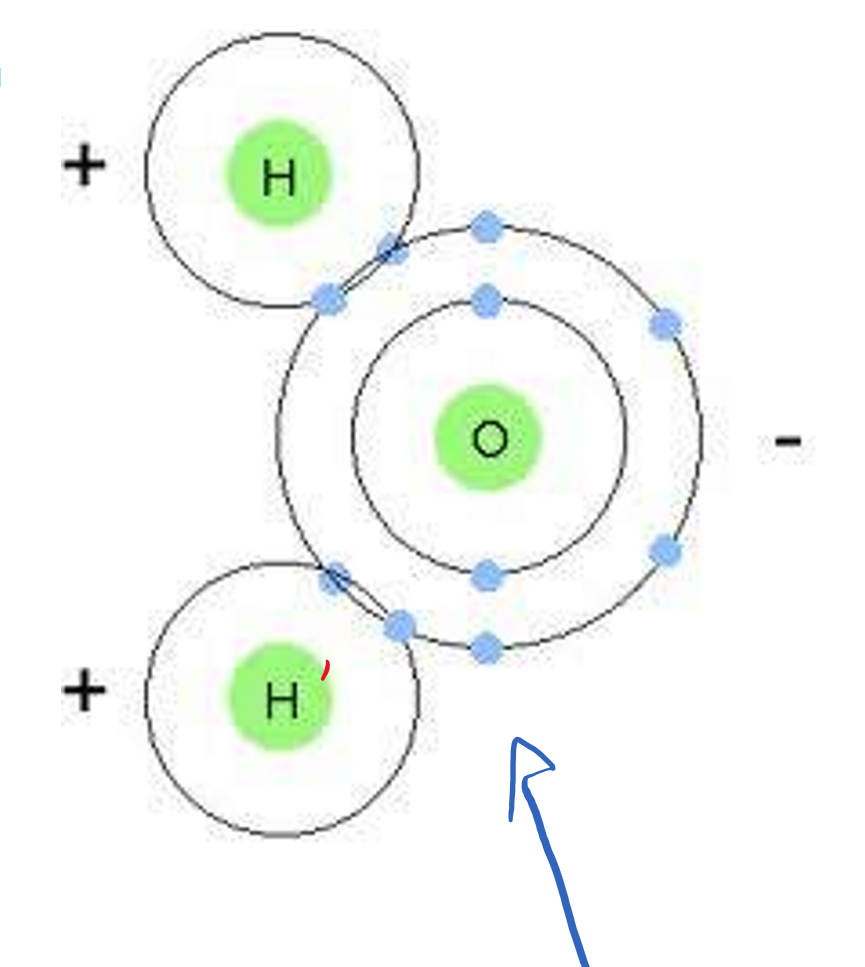 <p>Importance of Water</p>