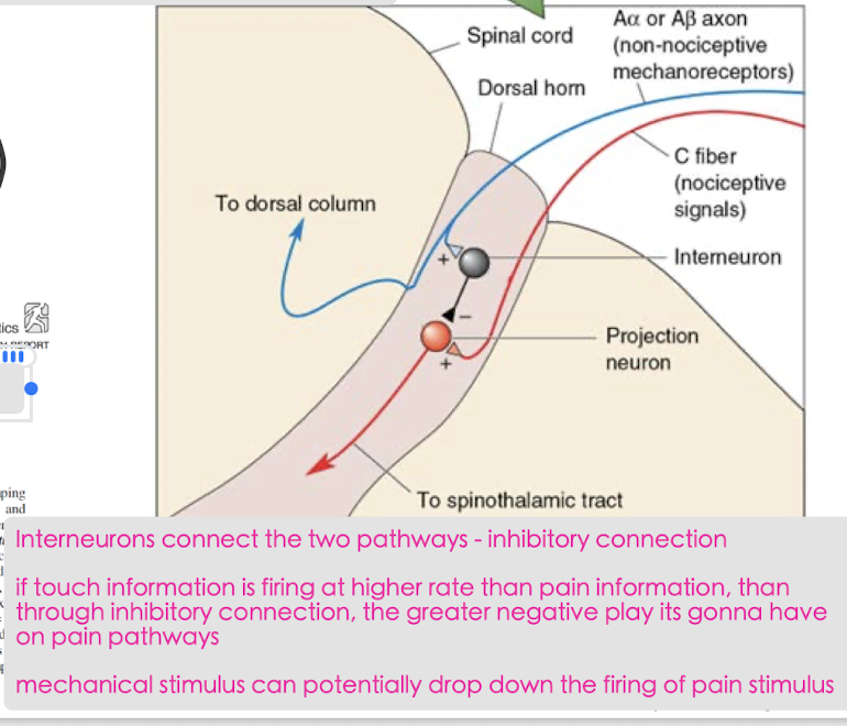 Neurons in the spinothalamic tract may be inhibited by A-alpha or A-beta sensory nerves (touch) in the dorsal horn of the spinal cord 