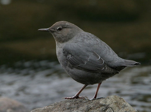 <p>Order: Passeriformes Family: Cinclidae</p>