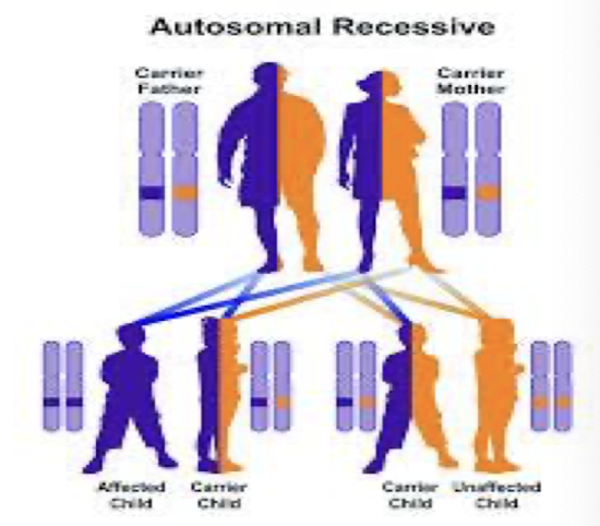 <ul><li><p><span style="background-color: transparent; font-family: "Times New Roman", serif;"><span>Carrier parents </span></span></p></li><li><p><span style="background-color: transparent; font-family: "Times New Roman", serif;"><span>25% chance of passing on abnormal gene </span></span></p></li><li><p><span style="background-color: transparent; font-family: "Times New Roman", serif;"><span>25% chance of an affected child </span></span></p></li><li><p><span style="background-color: transparent; font-family: "Times New Roman", serif;"><span>If a child is clinically normal, 50% chance child is carrier </span></span></p></li><li><p><span style="background-color: transparent; font-family: "Times New Roman", serif;"><strong><span>Males and females EQUALLY affected </span></strong></span></p></li><li><p><span style="background-color: transparent; font-family: "Times New Roman", serif;"><span>Ex: sickle cell, cystic fibrosis, Tay-Sachs </span></span></p></li></ul><p></p>