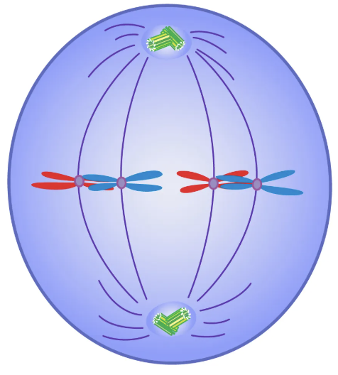 <p>2nd stage of mitosis. Spindle attaches to kinetochore of each chromosome and moves them to the equator (Middle) of the cell.</p>
