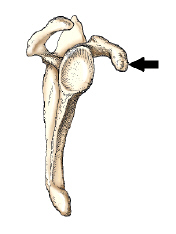 The bone part identified by the arrow in this figure is the: